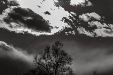 Landscapes, Forest, Carpathians, Photos of nature -Black and white photos, monochrome photos - Europe, Eastern Europe