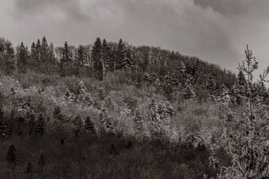 Dağlardaki bir ormanın güzel bir görüntüsü