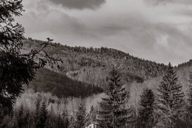 Ormanın güzel manzarası