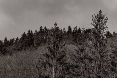 Ormandaki bir ağacın dikey gri tonlarında görüntüsü.