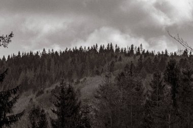 Ormanın arka planında siyah ve beyaz bulutlar