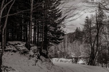 Ağaçlar ve karla kaplı güzel kış manzarası