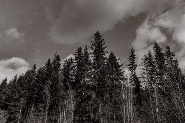 Ormandaki ağaçların dikey görüntüsü