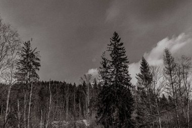 Ormandaki bir ağacın gri tonlu görüntüsü.