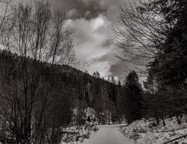 Ormanda ağaçla kaplı kış manzarası