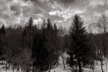 Kar ve ağaçlarla kaplı kış manzarası