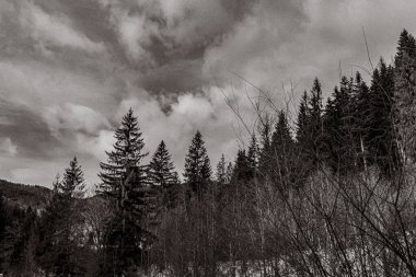 Karlı dağların ve ağaçların gri renkli görüntüsü.