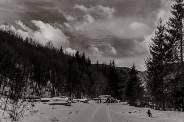 Landscapes, Forest, Carpathians, Photos of nature -Black and white photos, monochrome photos - Europe, Eastern Europe