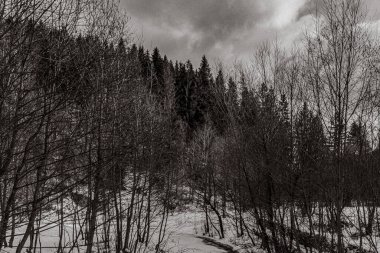 Dağlardaki ağaçların gri renkli manzarası