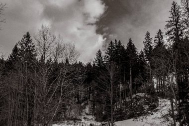 Landscapes, Forest, Carpathians, Photos of nature -Black and white photos, monochrome photos - Europe, Eastern Europe