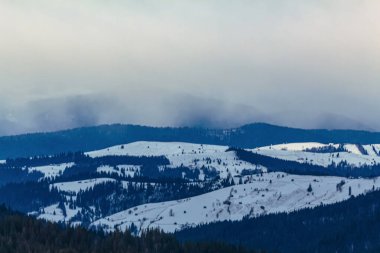Ormanın güzel manzarası