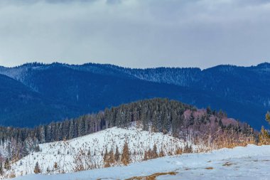 Karla kaplı köknar ağaçları ile kış manzarası