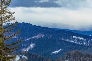 Karla kaplı ağaçlarla kaplı kış ormanı