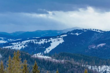 snow - capped mountains in winter with a lot of trees. beautiful landscape in the mountains in the carpathians. ukraine, carpathians