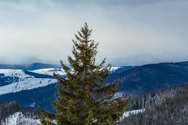 a beautiful shot of a snowy forest in the mountains