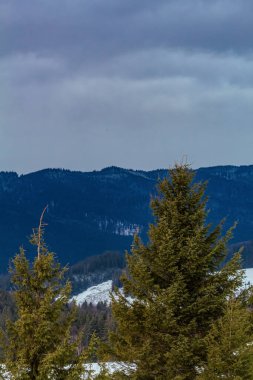 Dağlarda karla kaplı ağaçlar