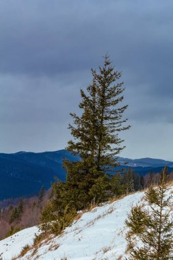 Arkasında karla kaplı ağaçlar olan güzel bir kış manzarası.