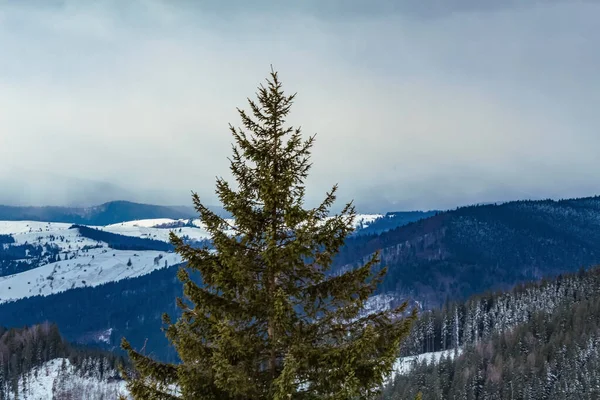 a beautiful shot of a snowy forest in the mountains
