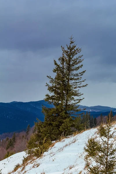 Arkasında karla kaplı ağaçlar olan güzel bir kış manzarası.