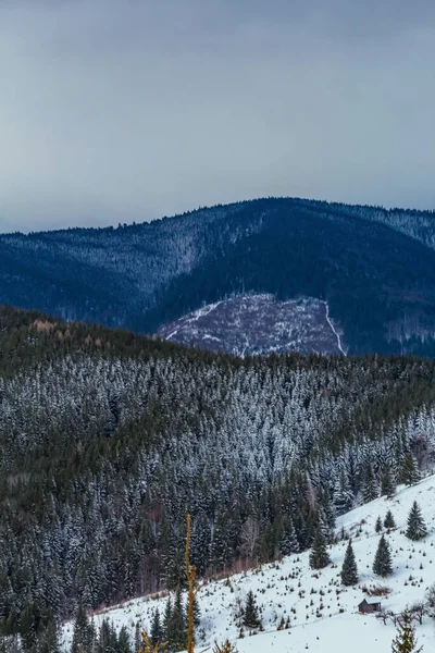 Karla kaplı ağaçlarla kaplı güzel kış manzarası