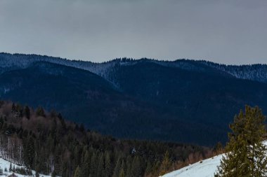 Karla kaplı ağaçlarla kaplı kış manzarası