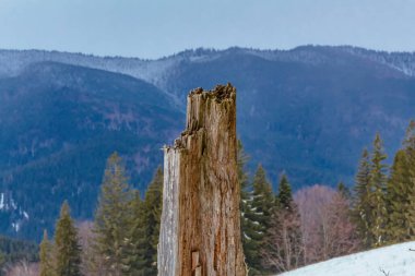 Karla kaplı ağaçlarla kaplı güzel kış manzarası