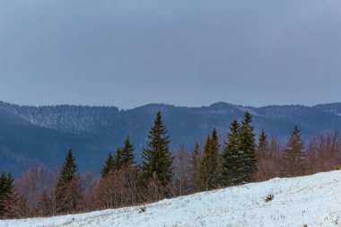Karla kaplı ağaçlarla kaplı kış manzarası