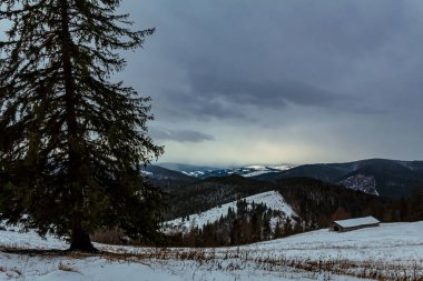 karlı köknar ağaçları ile kış manzarası.