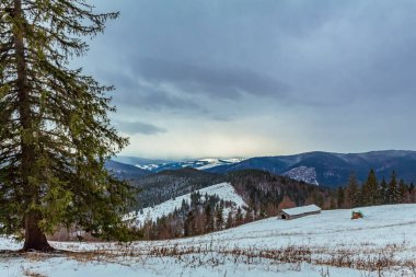 a beautiful winter landscape in the carpathian mountains in ukraine, a lot of snow, fir trees, mountains, snow covered hills and a