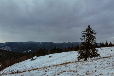 Karpatlar'ın kış manzarası