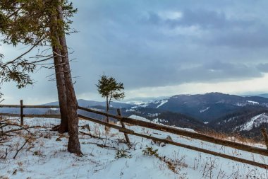 Kışın dağ manzarası. Karpatlar. Çam ağaçlarının dağları..