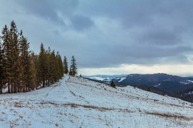 snow - covered trees in the carpathian mountains in winter