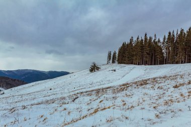 snow - covered trees on a mountain meadow against the backdrop of the mountains.
