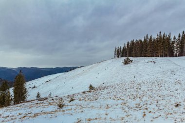 a beautiful shot of a snowy forest in the mountains in winter