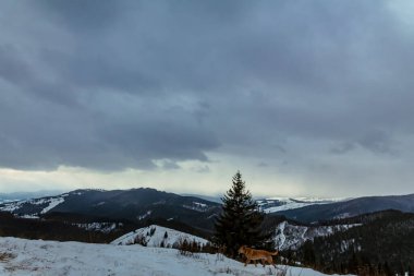 Karlı dağlarla kaplı kış manzarası