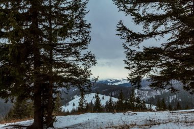 a beautiful shot of a snowy forest with a tree
