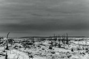 Landscapes, Forest, Carpathians, Photos of nature -Black and white photos, monochrome photos - Europe, Eastern Europe