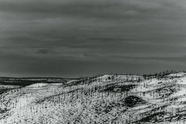 Landscapes, Forest, Carpathians, Photos of nature -Black and white photos, monochrome photos - Europe, Eastern Europe