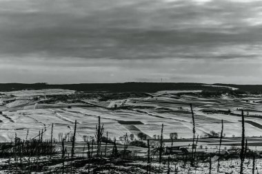 Bir buğday tarlasının güzel manzarasının siyah beyaz fotoğrafı
