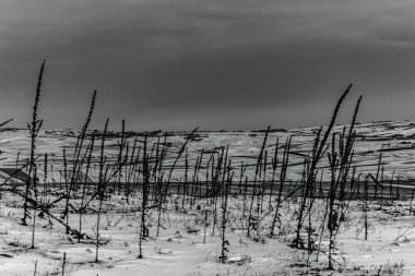 Dağlardaki bir ağacın siyah beyaz fotoğrafı.