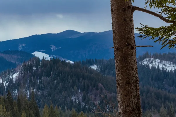 dağ manzarası ile çam ağaçları kış