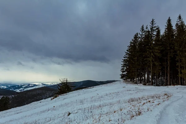 Karlı kış orman ve kar kaplı ağaçlar
