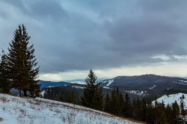 winter mountain landscape with snow and pine trees in the carpathians in the mountains.