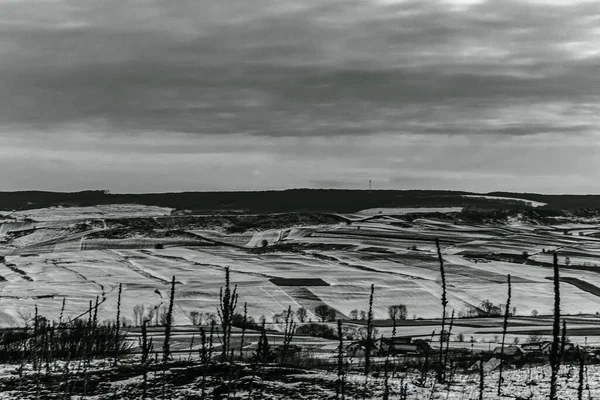 Bir buğday tarlasının güzel manzarasının siyah beyaz fotoğrafı
