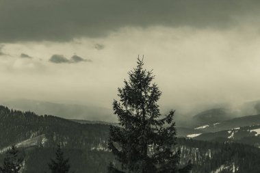 Dağlardaki sisin altındaki ağaçların alçak açılı görüntüsü.