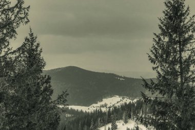 Arka planda ağaçlar olan kış ormanı