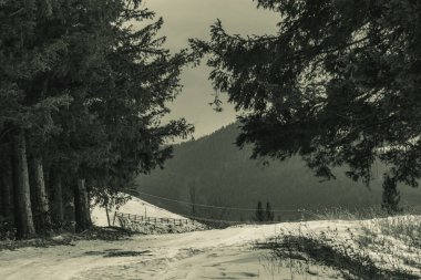 Dağlarda karlı ağaçlar olan güzel kış manzarası.