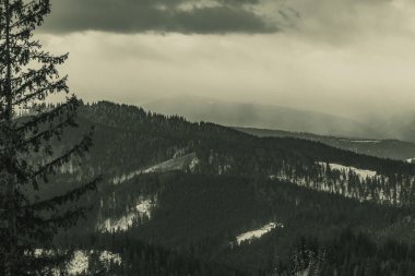 Karla kaplı köknar ağaçları ile güzel bir kış manzarası. Karpatlar 'da kış dağları