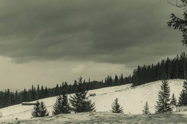 Karla kaplı ağaçlarla kaplı kış manzarası