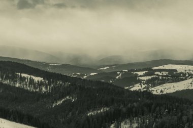 Ormandaki karpatiler.